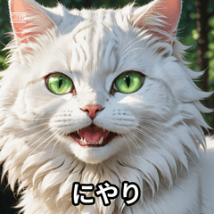 Cat-titude Collection