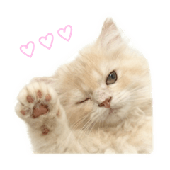 生鮭♡
