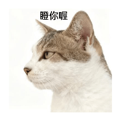 我阿姨的寵物小胖