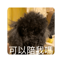 布欸妮動態表情（黑貴賓）