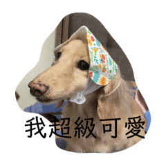 我的最愛 汪汪
