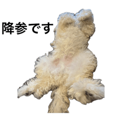 Golden Toy-Poodle DIO