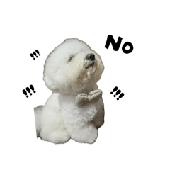 辛巴的日常實用貼圖