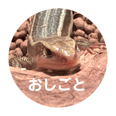 higeo_
