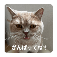 mochi_20250915045239