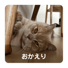 mochi_20250915045452