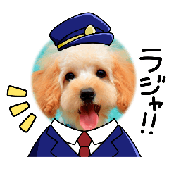 トイプードルルーくんの日常