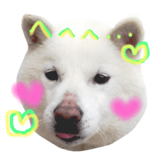 北海道犬の凜ちゃん 2