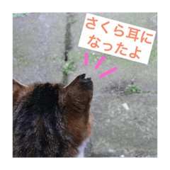 sakura cat's & love cat's