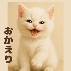 Cute Fluffy Kitten Pack