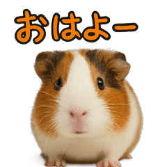 Happy Animal_Guinea Pig1