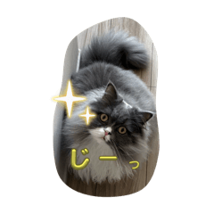 nekobei_20250915201239