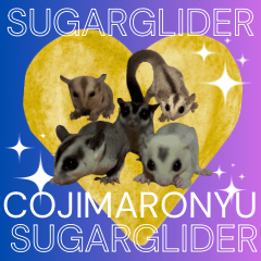 My beloved adorable sugar glider