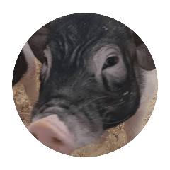 My little pig & cats