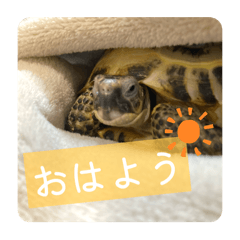 Ayumi_20250916072859