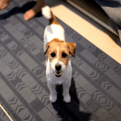 帥氣的傑克羅素梗犬