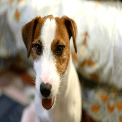 胖胖的傑克羅素梗犬