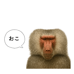 A word about animals in the savanna.