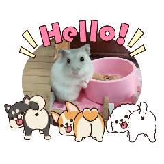 我的鼠寶貝米菲超萌貼圖