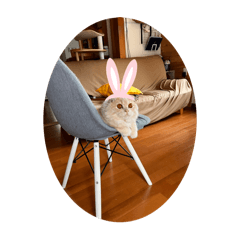 Lemon_20250914215203