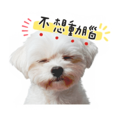 ❤️曾安寶的表情包❤️