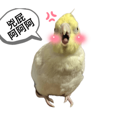 療癒小搗蛋前&妞