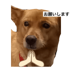 koko_20250916202747