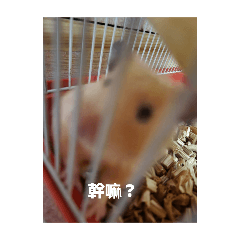 欸嘿妤奈