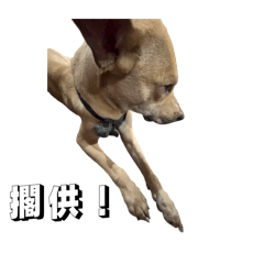 是泡泡呀第二彈