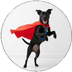 Action-Packed Black Dog Vol.2