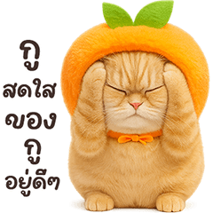 ❤️แมวส้ม ของแทร่❤️