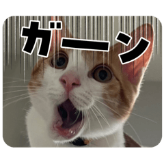 kinako_20250916144011