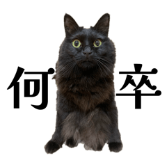 Rinka_20250916160533