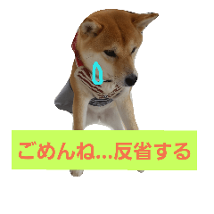 shibainu123