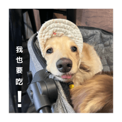 臘腸狗狗寞寞啾比