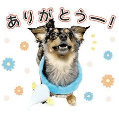 「ビビとの日常」