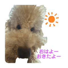 koko_20250917091850