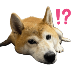 柴柴阿萌日常表情～