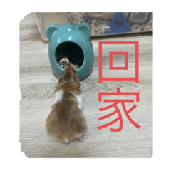 倉鼠日常可愛貼圖