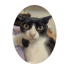 臭答&大頭&阿嚕&灰炭