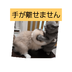 AO&RUNA