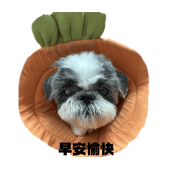 西施犬QQ