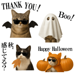 Autumn Cats. Halloween and Moon Viewing