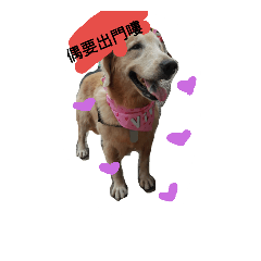 笨寶寶家族