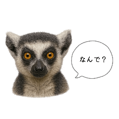 A word from the animals of the forest .