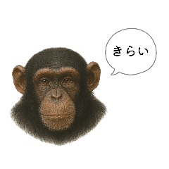 A word about jungle and tropical animals