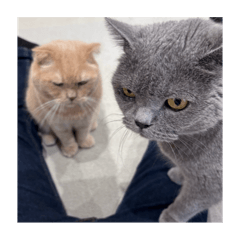 taibu_20250915233201