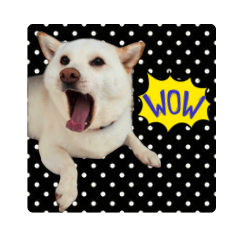 Shiba Inu Reaction Pack