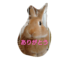 paru-kome-choko