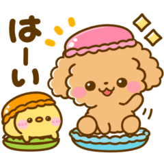 ちょっと休憩♡トイプードル